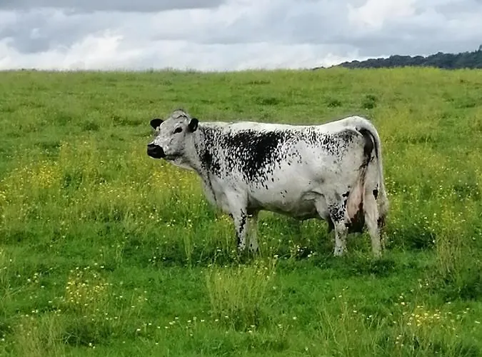 Relais De La Mothe La 3* Vrécourt
